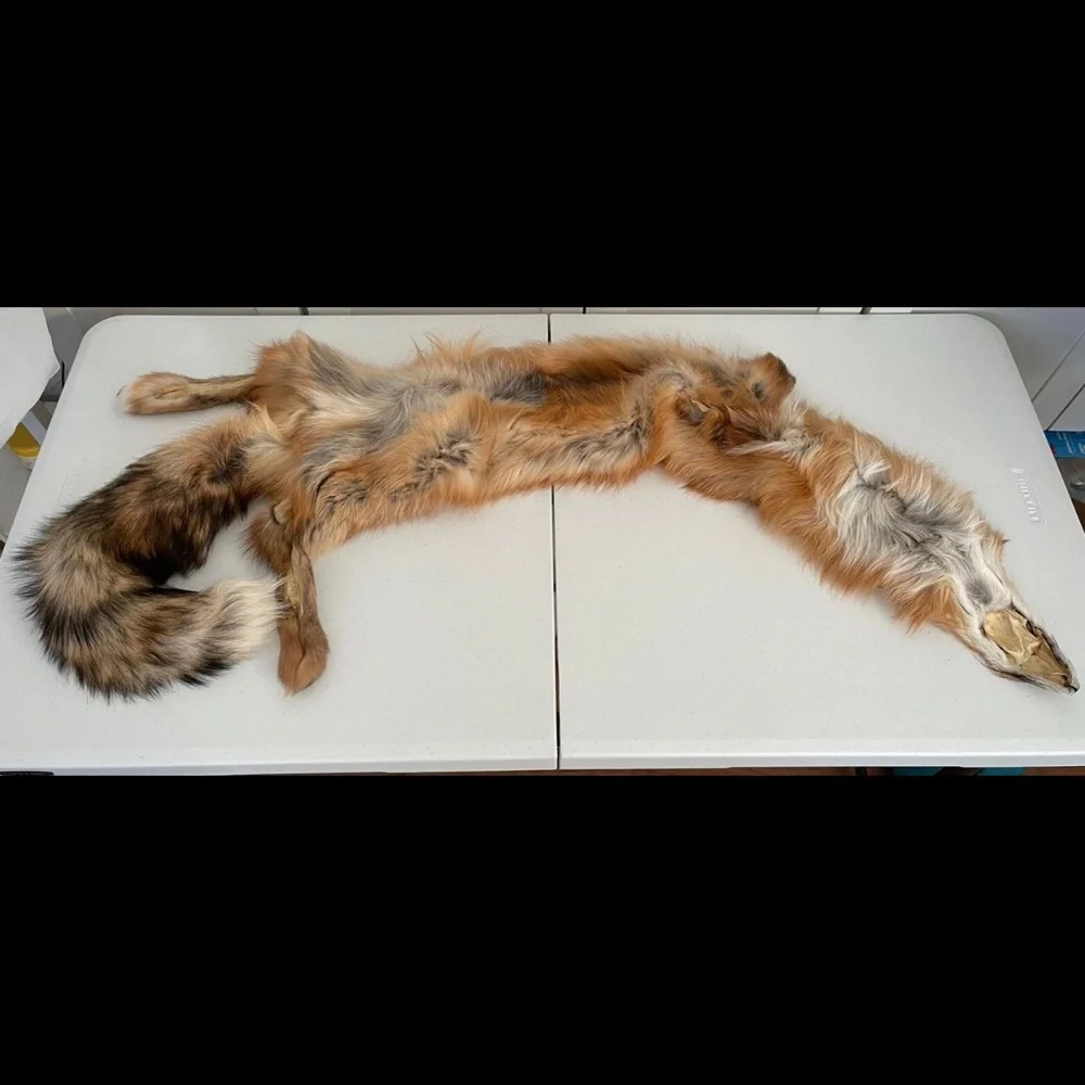 Real Red Fox Fur Pelt Hide Stole Scarf Log Cabin Decor Crafts Art Wall Hanging! - Picture 10 of 15